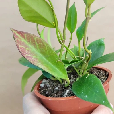 Hoya Sunrise – Rare Indoor Houseplant – 4” Pot Live Plant Easy Care Hoya Carnosa - Image 1 of 4