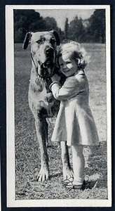 GREAT DANE CARRERAS 1936 ISSUE DOG & FRIEND SERIES OLD CIGARETTE CARD #34 - Picture 1 of 2