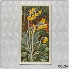 Brooke Bond Wild Flowers Series 3 #8 Oxlip Tea Card (CC134)