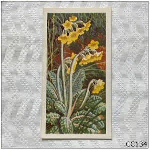 Brooke Bond Wild Flowers Series 3 #8 Oxlip Tea Card (CC134)