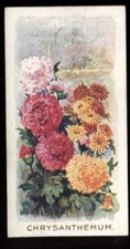 Tobacco Card, Godfrey Phillips, OLD FAVOURITES, Flowers, 1924, Chrysanthemum, #5