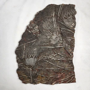 Fancy Fossil - Crinoid Plate - Picture 1 of 7