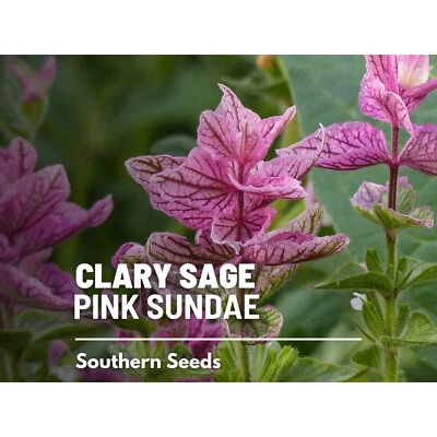 Clary Sage, Pink Sundae - 50 Seeds - Heirloom Herb, Medicinal Plant, Easy to Gro - Image 1 of 4