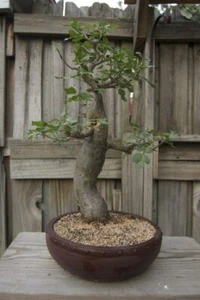 Baobab Bonsai Tree Seeds - 5 Seeds to Grow - Highly Prized Baobab Tree - Picture 1 of 1