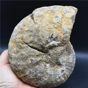 1514g  Fossil specimens of natural chrysanthemum conch from Madagascar   S55 - Picture 1 of 12