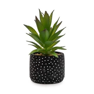 Spikey Succulent Plant In Black Spotty Pot - Picture 1 of 2