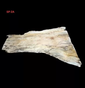 SPALTED MAPLE LIVE EDGE SLAB - 32" X43.5" X 2.4375" **FREE SHIPPING** - Picture 1 of 9
