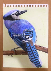 BLUE BIRD A4 Soft Colour Pencil Drawing Unframed Sketch Pad Paper WILDLIFE - Picture 1 of 3