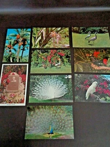 Lot Of Nine Vintage Color Postcards Sarasota Jungle Gardens - Picture 1 of 6