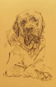 ENGLISH MASTIFF DOG ART PRINT #82 Stephen Kline will add your dogs name free. - Picture 1 of 3