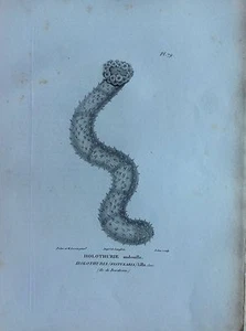 HOLOTHURIE Insel BORA BORA Radierung 1830 Naturgeschichte Centurie Zoologique - Bild 1 von 1
