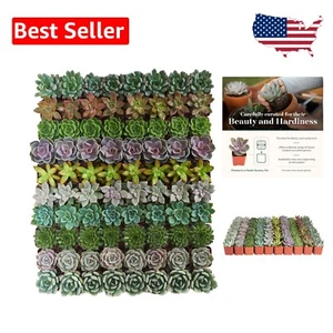 Versatile 32-Pack Mini Succulent Plants - Ideal for Weddings, Terrariums & Gifts - Picture 1 of 8