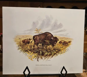 Vintage Bison Print Illustrated by James Lockhart, Wild America Book - Picture 1 of 2