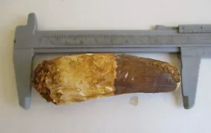 Spinosaurus dinosaur tooth, fossil Morocco, 98mm, real certified BA02 - Picture 1 of 4