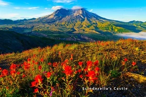 MT ST HELENS WILDFLOWERS Washington Photo Picture Print 4X6,5X7, 8X10, 8.5X11 - Picture 1 of 1