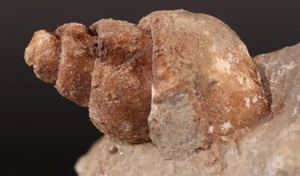 Fossil Turritella Gastropod Agadir Morocco COA 4486 - Picture 1 of 8