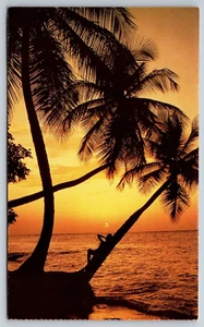Tropical Sunset over the Sand in Hawaii Vintage Postcard - Picture 1 of 2
