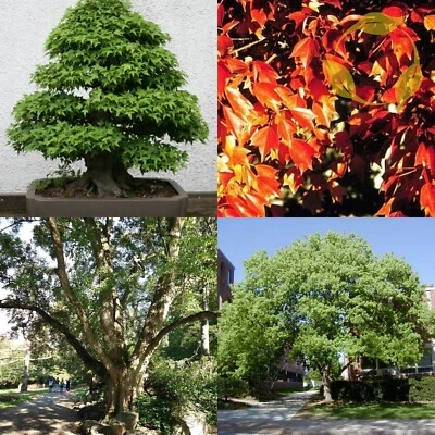 TRIDENT MAPLE Acer Buergerianum - 15+ SEEDS - Image 1 of 4
