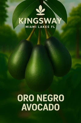 Raro Zill Auténtico ORO NEGRO 3g Árbol de Aguacate Injertado 2-4 Pies de Alto 3 Galones Foto 1 de 4