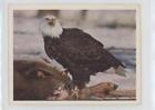 1979-80 National Geographic Bird Series Bald Eagle #13 0Ba6