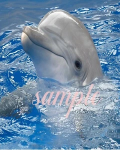 Dolphin in water Art Print great wall hanging "8x10"decorations picture Dining - Picture 1 of 1