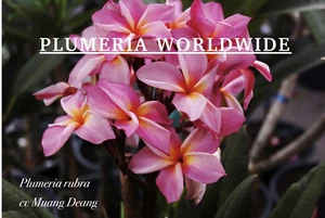 New Arrival!!! Frangipani / Plumeria MUANG DEANG = 12 Seeds - Picture 1 of 5