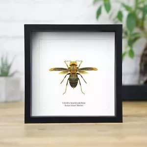 Asian Giant Hornet Insect Bug Taxidermy Box Frame Home Decor Interior Design - Foto 1 di 3