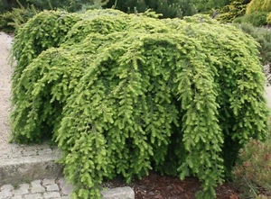 Hemlocktanne hängend Tsuga canadensis Pendula 40-60 cm im Topf oder mit Ballen - Bild 1 von 1