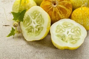 100 Lemon Cucumber Seeds to Grow Exotic Heirloom Vegetable - Picture 1 of 3