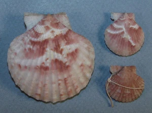 PECTEN OPERCULARIS 23-51mm BEAUTIFUL SPECIMENS RARE LABEL Manche, France - Picture 1 of 3