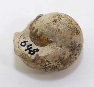 Goniatit, Waagenoceras sp., Perm, Aktubinsk, Kasachstan -k586 - Picture 1 of 6