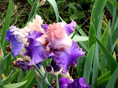 2 IRIS BULBS w/roots Ready to Plant,  Light Blue Flowers - Image 1 of 2