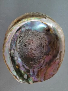 Large Natural Abalone Seashell ~ approx 5x6 ~ Smudge Tray - Picture 1 of 2