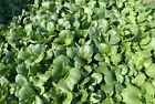 1000 Tat Soi Chinese Cabbage Seeds