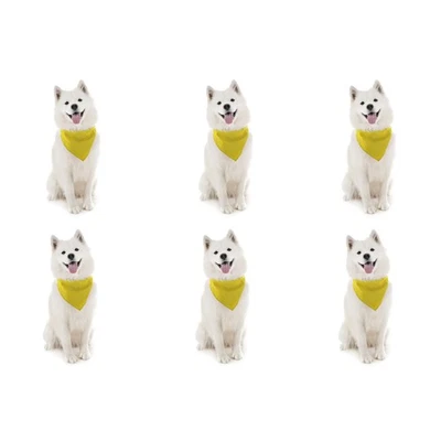 Paquete de 6 pañuelos lisos de algodón para perros cómodos y fáciles de usar Foto 1 de 4