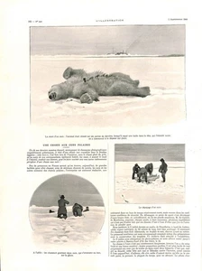 UNE CHASSE AUX OURS POLAIRES ÎLE AUX OURS GRAVURE 1908 - Picture 1 of 2