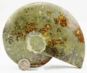 Fossil WHOLE Ammonite Natural Pyrite Inlay 134mm Dinosaur XL 5.2" 110myo e3972rr - Picture 1 of 8