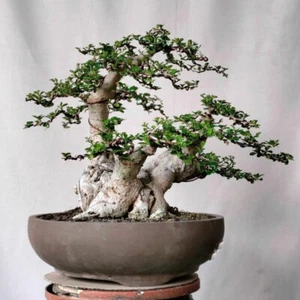 Bonsai Hokiantea Flower | Carmona Micropylla | Premna | Bonsai Outdoor - Picture 1 of 2