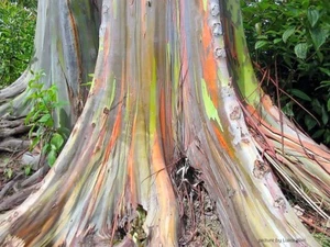 30 x Eucalyptus deglupta - Regenbogenbaum - schnell wachsend - Bonsai - TOP - Bild 1 von 1