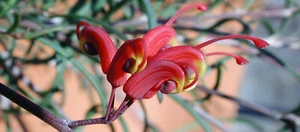 GREVILLEA nudiflora Seeds 5 Seeds - Picture 1 of 3