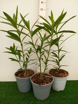 Pianta di Oleandro vaso 14 Cespuglio di Oleandro ROSA FORTE - Immagine 1 di 2