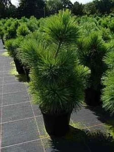 Pinus parviflora Negishi - Japanische Mädchenkiefer -  60-70 cm - Bild 1 von 1