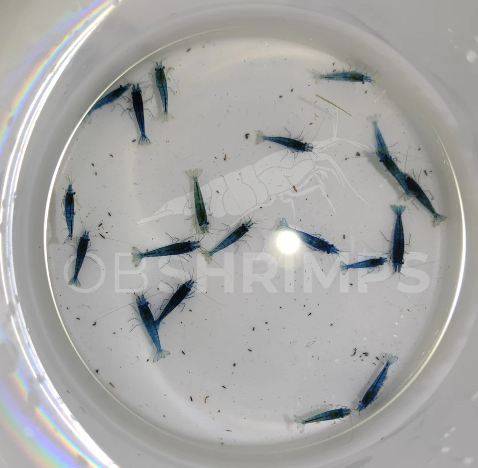 20 Neocaridine Davidi Blue Dream LOW GRADE + omaggio superfood/caridine acquario - Immagine 1 di 2