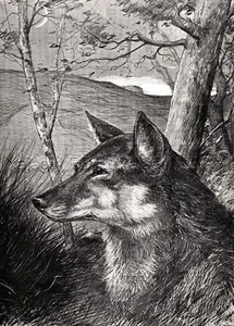 Wolf She-Wolf Portrait, Beautiful Large 1880s Antique Print - Imagen 1 de 3