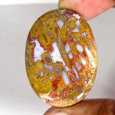 64.00Cts Natural Red Palm Root Agate Oval Cabochon Loose Gemstone 31x44x6mm - Image 1 of 4