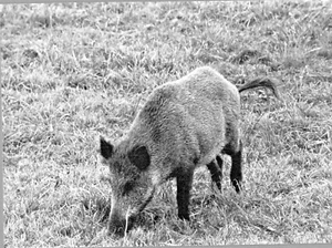 PHOTO DE CHASSE LE PANNEAUTAGE DU GIBIERS A CHAMBORD VERS 1985 - Imagen 1 de 3
