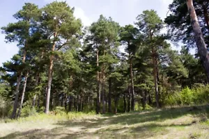 100 Samen Waldkiefer Pinus sylvestris, Baum Samen, Nadelbaum, Föhre,Gewöhnliche - Bild 1 von 1