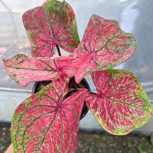 Caladium Phetsipathum 1 Bulb Elephant Ear Heart of Jesus Angel wings Thailand - Picture 1 of 6
