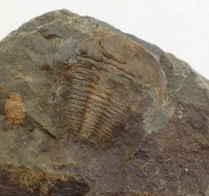 Trilobit, Hydrocephalus minor, Kambrium, Jince, Tschechische Republik -L808 - Picture 1 of 4