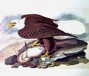 John James Audubon Pájaros Águila Calva De Colección Libro Placa Arte Impresión 2 - Imagen 1 de 4
